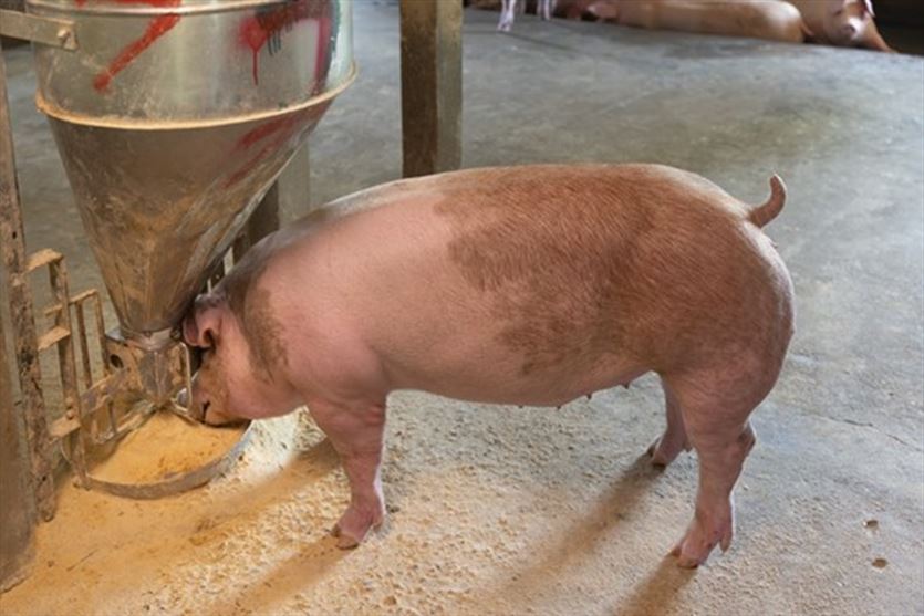 przyjazna Rolne artykuły, Agro-Maz Artykuły Rolnicze, Abramów